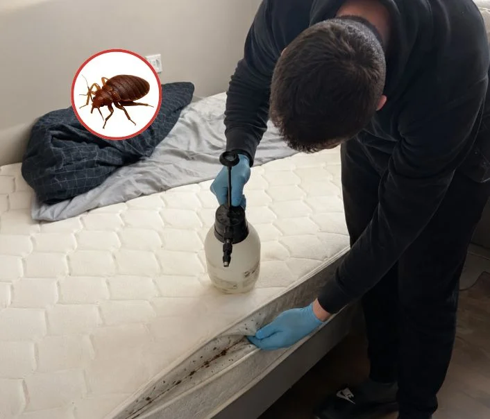 Technicien traitant un matelas contre les punaises de lit à Viry-Châtillon
